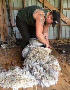 Elin Esperi shearing a Gestrike sheep